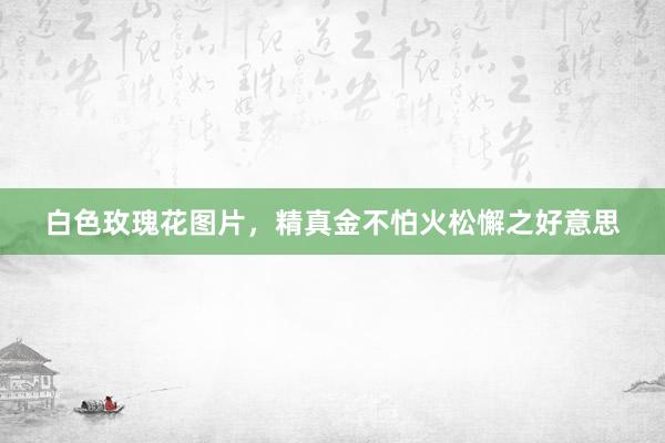 白色玫瑰花图片，精真金不怕火松懈之好意思